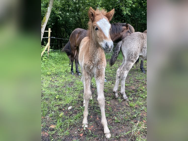 Caballos islandeses Semental 1 año 145 cm Alazán in Abtsgmünd