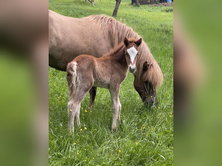 Caballos islandeses Semental 1 año 145 cm Alazán in Abtsgmünd