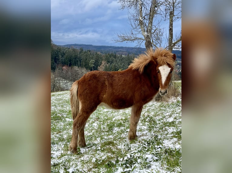 Caballos islandeses Semental 1 año 145 cm Alazán in Abtsgmünd