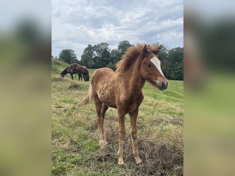 Caballos islandeses Semental 1 año 145 cm Alazán in Abtsgmünd