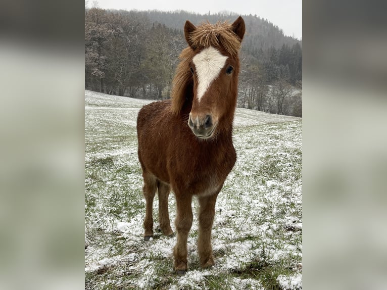 Caballos islandeses Semental 1 año 145 cm Alazán in Abtsgmünd