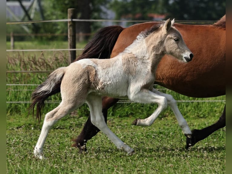 Caballos islandeses Semental 1 año 145 cm in S&#xFC;dlohn