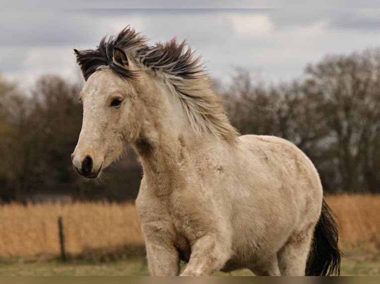 Caballos islandeses Semental 1 año 145 cm in S&#xFC;dlohn
