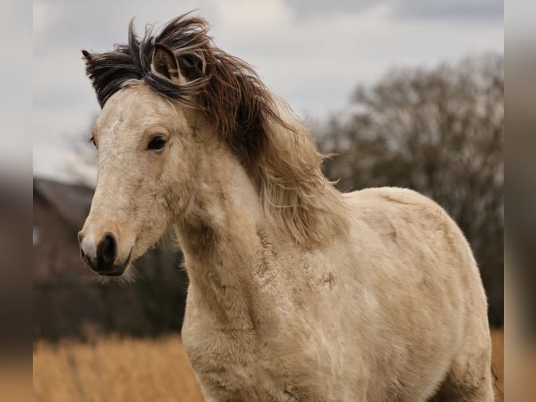 Caballos islandeses Semental 1 año 145 cm in S&#xFC;dlohn