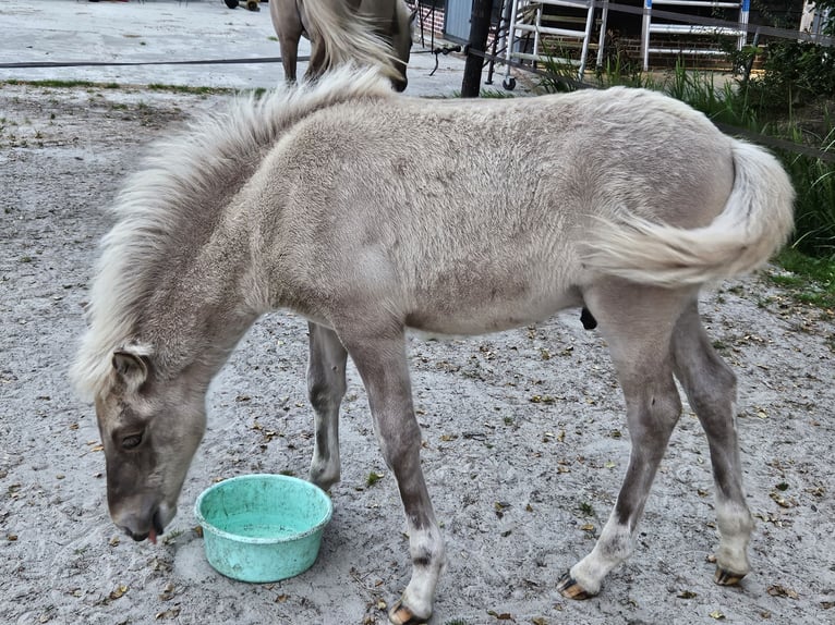 Caballos islandeses Semental 1 año 145 cm Grullo in Nieuwe Pekela