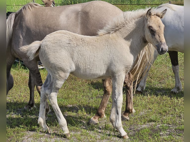 Caballos islandeses Semental 1 año 145 cm Grullo in Nieuwe Pekela