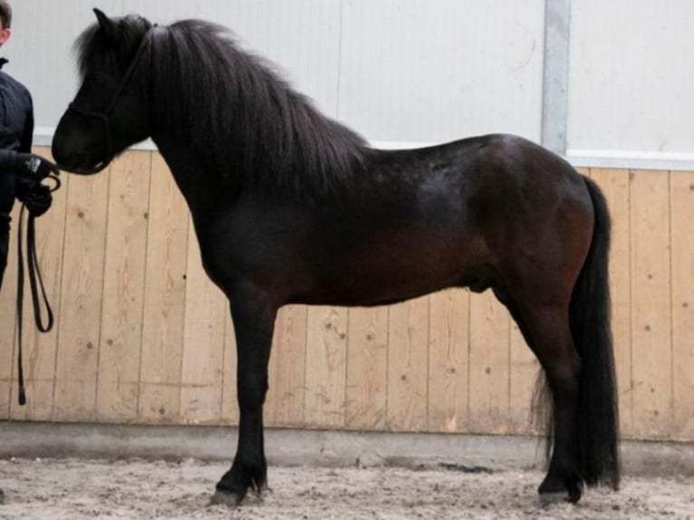 Caballos islandeses Semental 1 año 145 cm Grullo in Nieuwe Pekela