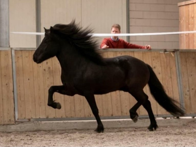 Caballos islandeses Semental 1 año 145 cm Grullo in Nieuwe Pekela