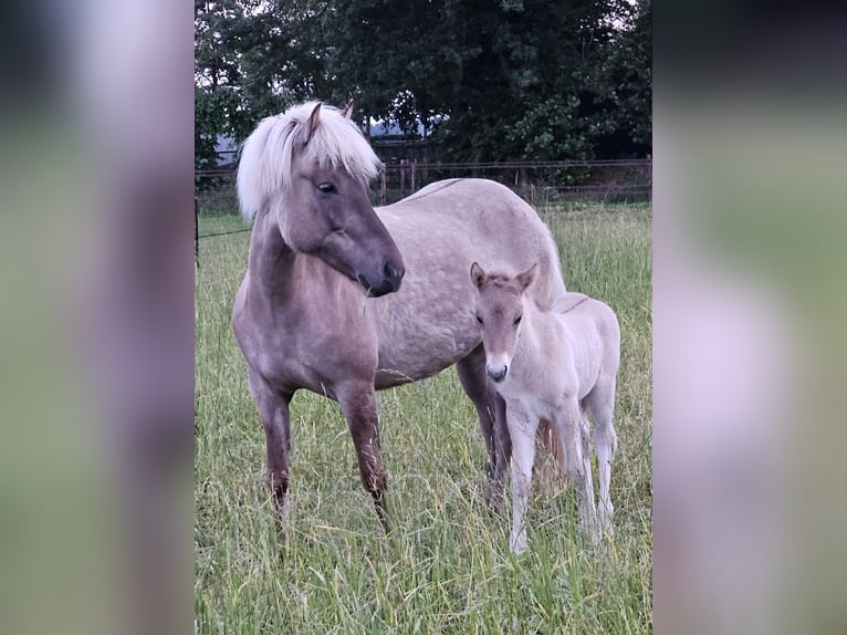 Caballos islandeses Semental 1 año 145 cm Grullo in Nieuwe Pekela