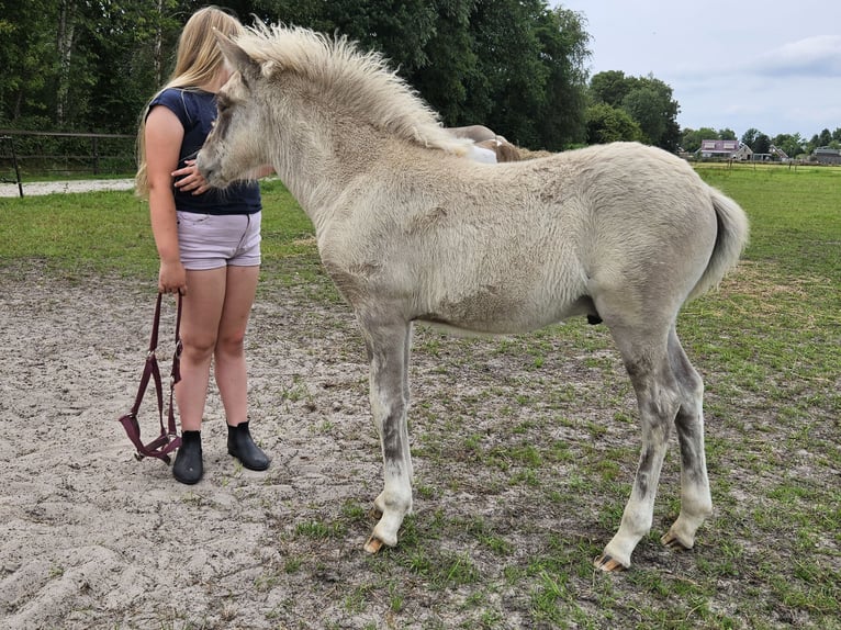 Caballos islandeses Semental 1 año 145 cm Grullo in Nieuwe Pekela