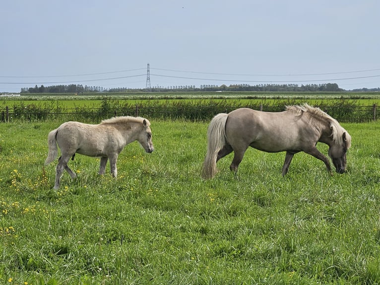 Caballos islandeses Semental 1 año 145 cm Grullo in Nieuwe Pekela