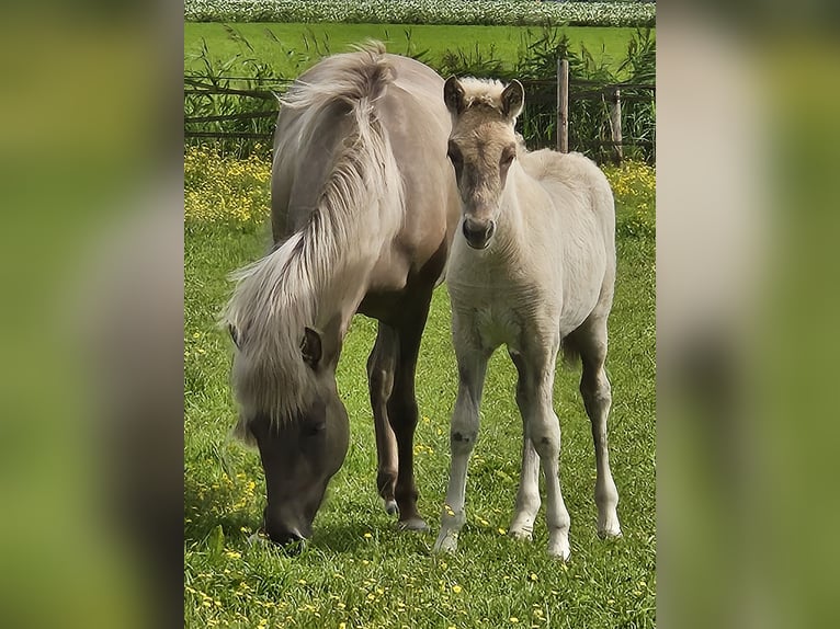 Caballos islandeses Semental 1 año 145 cm Grullo in Nieuwe Pekela