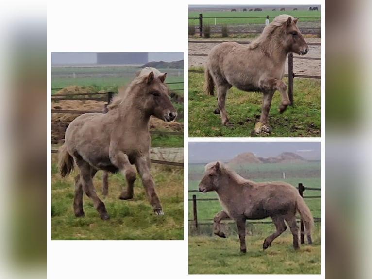 Caballos islandeses Semental 1 año 145 cm Grullo in Nieuwe Pekela