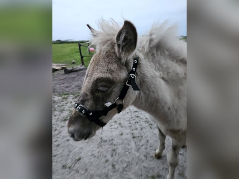 Caballos islandeses Semental 1 año 145 cm Grullo in Nieuwe Pekela