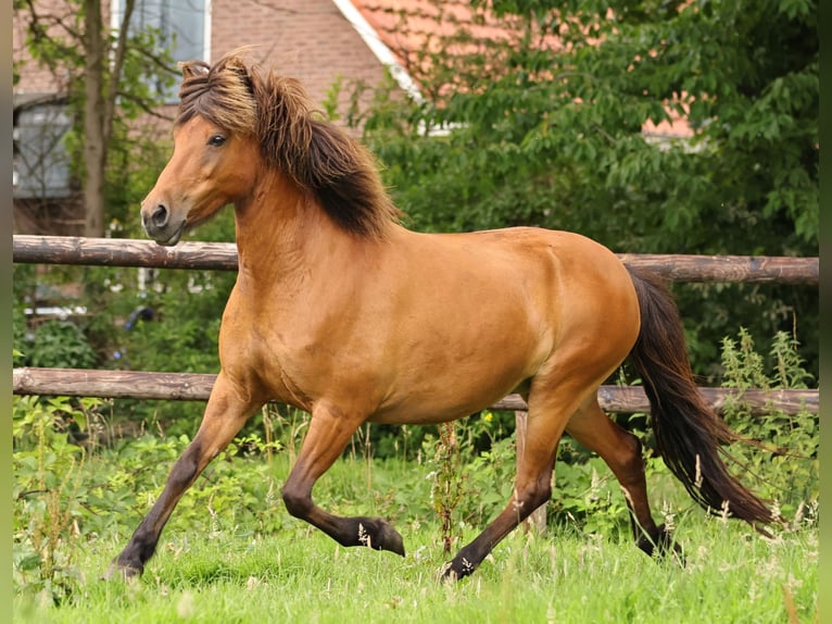 Caballos islandeses Semental 1 año 145 cm Pío in Südlohn