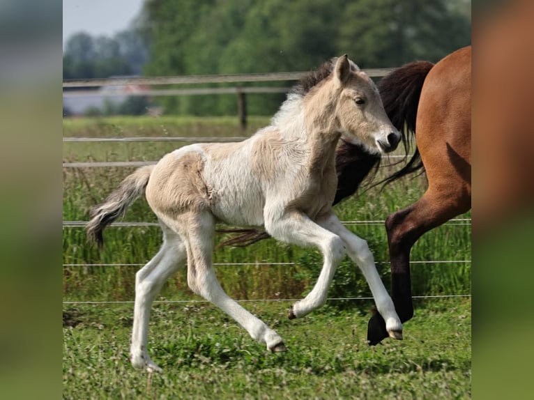 Caballos islandeses Semental 1 año 145 cm Pío in Südlohn