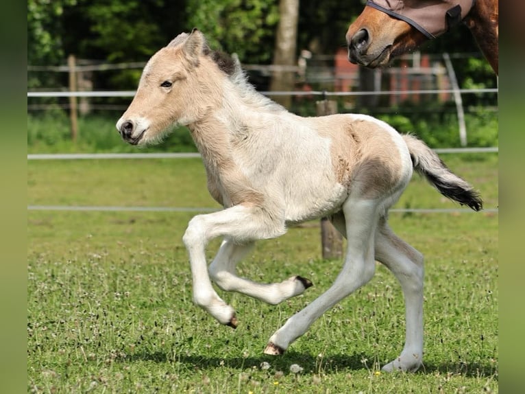 Caballos islandeses Semental 1 año 145 cm Pío in Südlohn