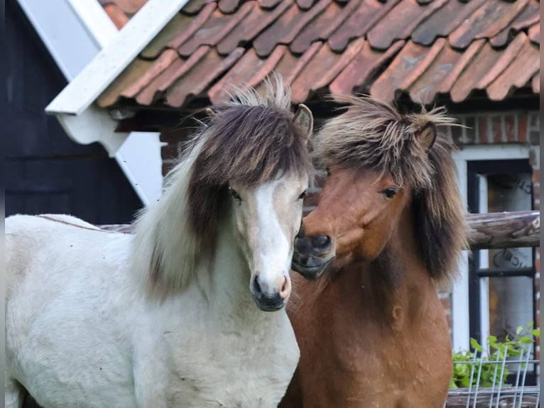 Caballos islandeses Semental 1 año 145 cm Pío in Südlohn