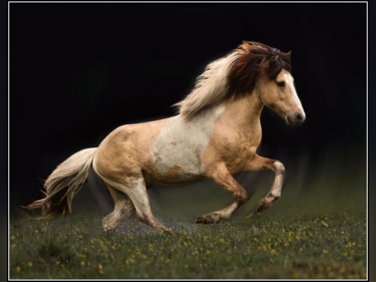 Caballos islandeses Semental 1 año 145 cm Pío in Südlohn