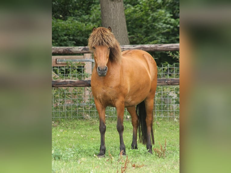 Caballos islandeses Semental 1 año 145 cm Pío in Südlohn