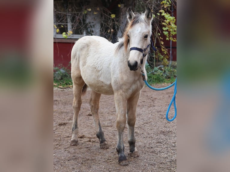 Caballos islandeses Semental 1 año 156 cm Buckskin/Bayo in Eußerthal