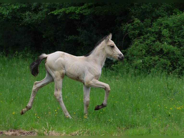 Caballos islandeses Semental 1 año 156 cm Buckskin/Bayo in Eußerthal