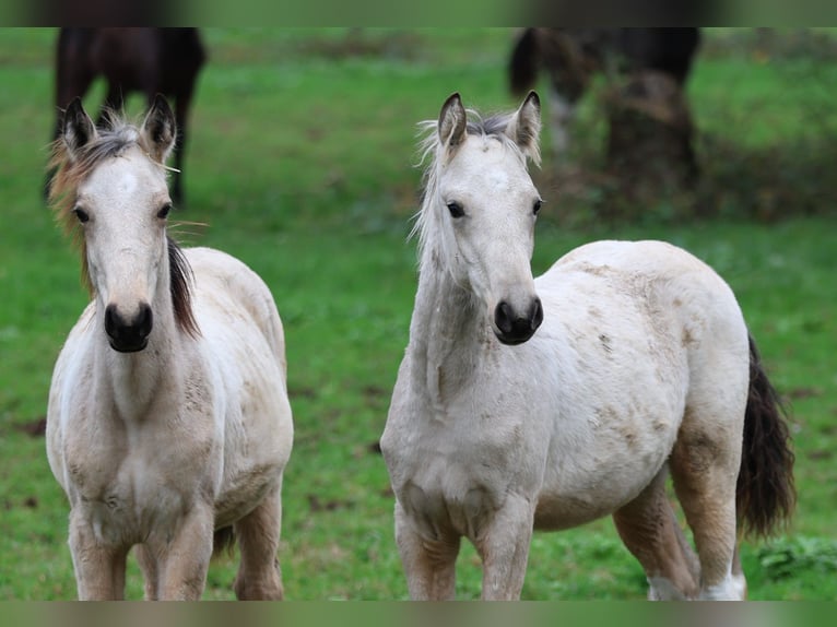 Caballos islandeses Semental 1 año 156 cm Buckskin/Bayo in Eußerthal