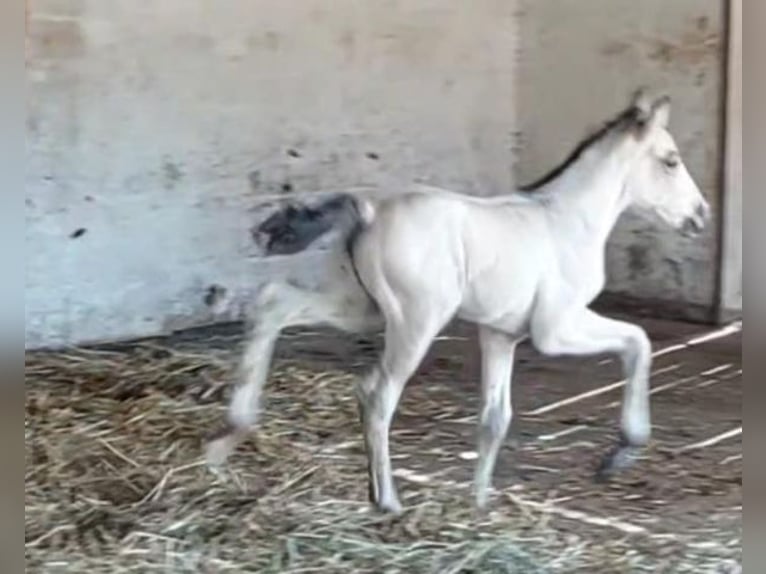 Caballos islandeses Semental 1 año 156 cm Buckskin/Bayo in Eußerthal