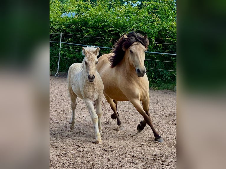 Caballos islandeses Semental 1 año 90 cm Palomino in Hagenburg