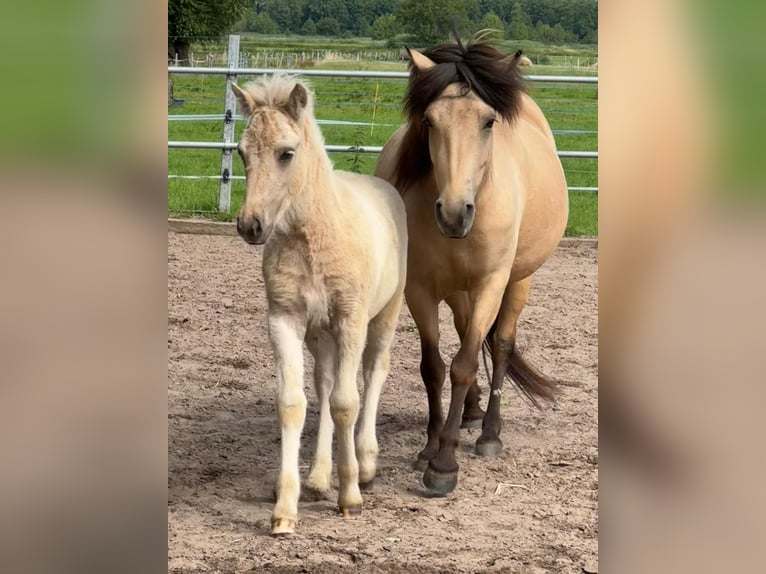 Caballos islandeses Semental 1 año 90 cm Palomino in Hagenburg