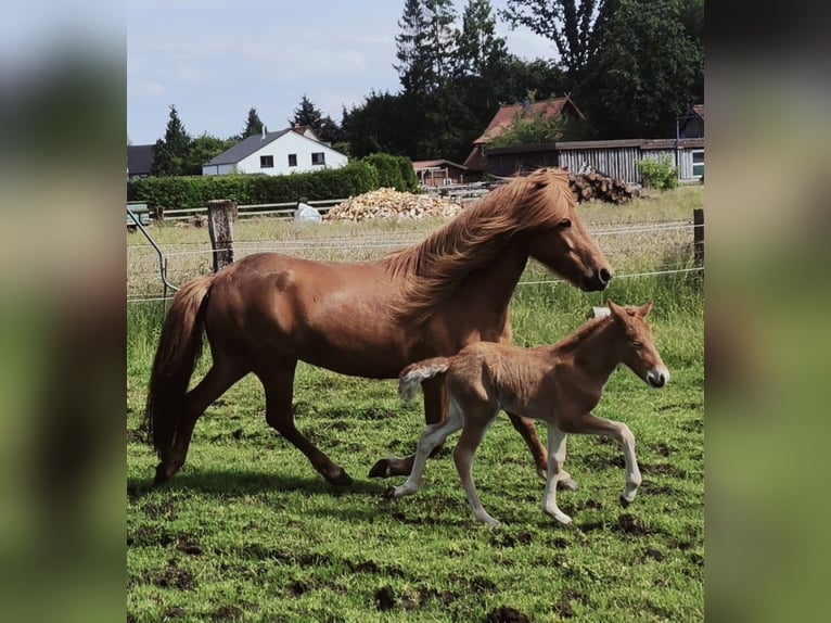 Caballos islandeses Semental 1 año Alazán in Hermannsburg