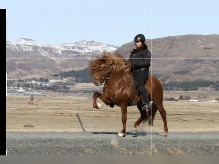 Caballos islandeses Semental 1 año Bayo in Hermannsburg
