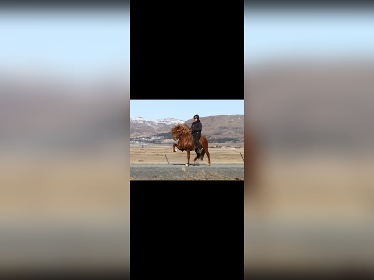 Caballos islandeses Semental 1 año Bayo in Hermannsburg