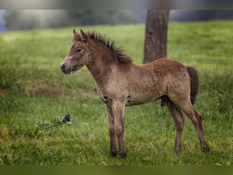 Caballos islandeses Semental 1 año Buckskin/Bayo in Wadern