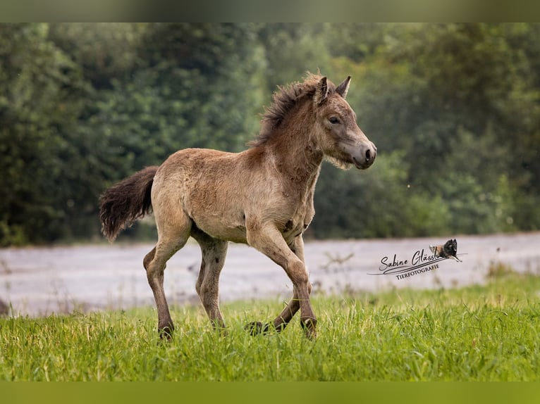 Caballos islandeses Semental 1 año Buckskin/Bayo in Wadern