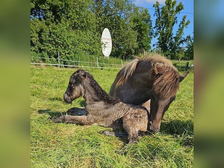 Caballos islandeses Semental 1 año Buckskin/Bayo in Wadern