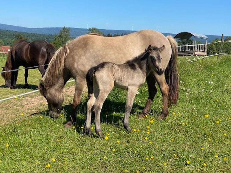 Caballos islandeses Semental 1 año Buckskin/Bayo in Wadern