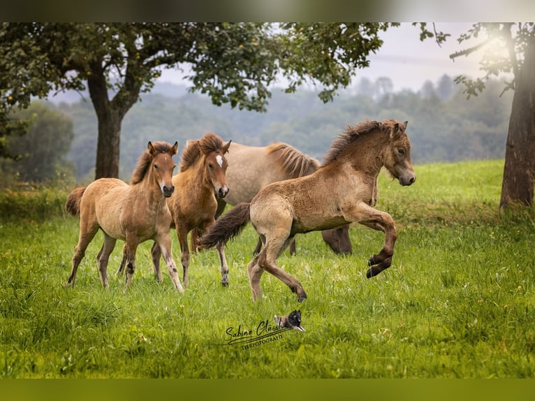 Caballos islandeses Semental 1 año Buckskin/Bayo in Wadern