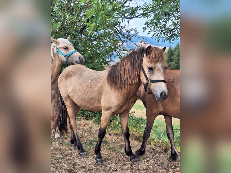 Caballos islandeses Semental 1 año Buckskin/Bayo in Häg-Ehrsberg