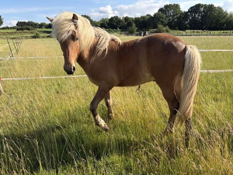 Caballos islandeses Semental 1 año  in Gelrode