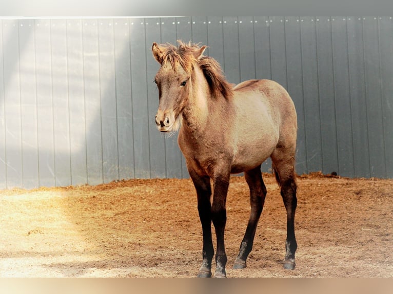 Caballos islandeses Semental 1 año in Lehmrade