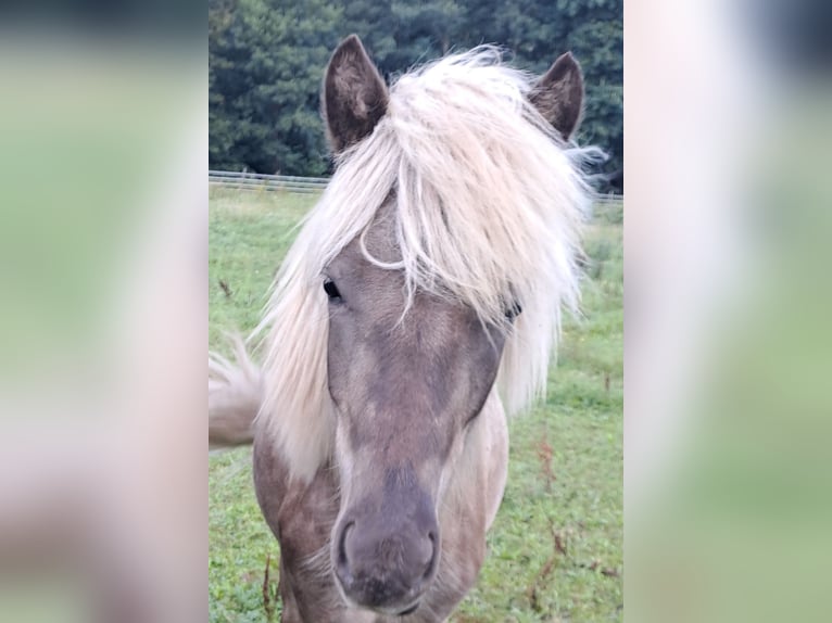 Caballos islandeses Semental 1 año in Neuenbürg