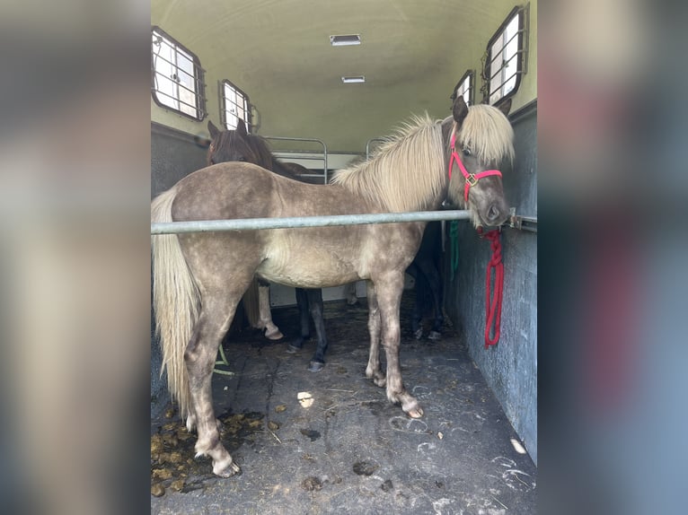 Caballos islandeses Semental 1 año in Neuenbürg