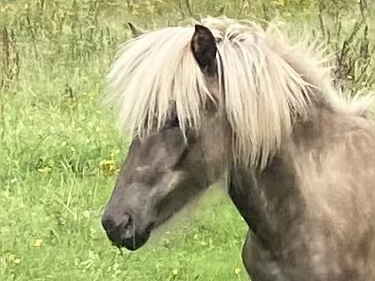 Caballos islandeses Semental 1 año in Neuenbürg