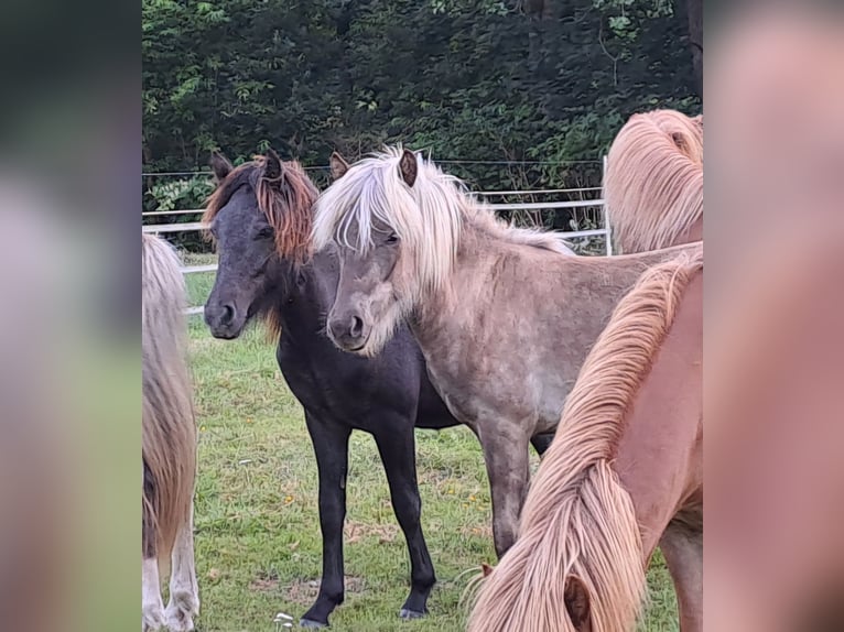 Caballos islandeses Semental 1 año in Neuenbürg