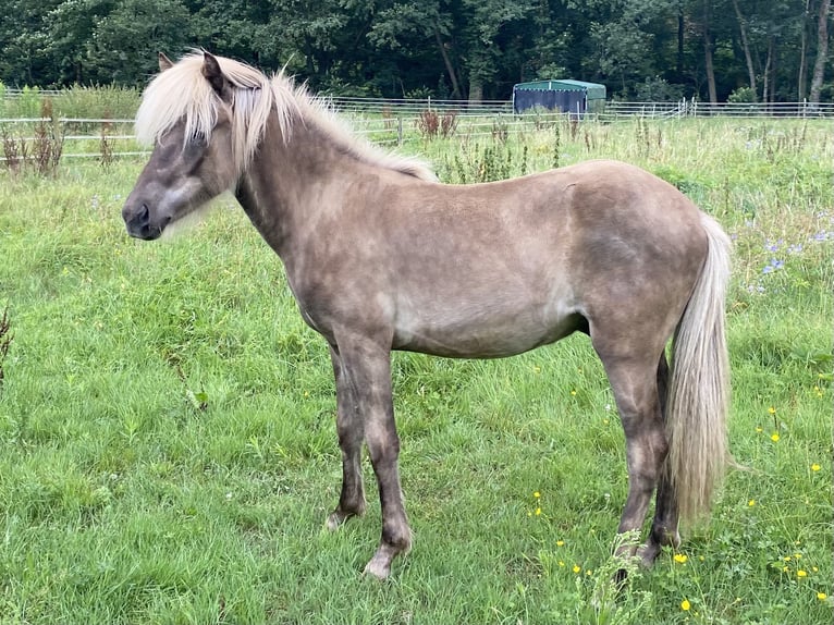 Caballos islandeses Semental 1 año in Neuenbürg