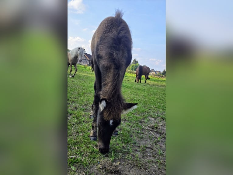 Caballos islandeses Semental 1 año Negro in Hermannsburg