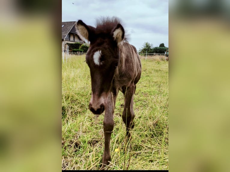 Caballos islandeses Semental 1 año Negro in Hermannsburg