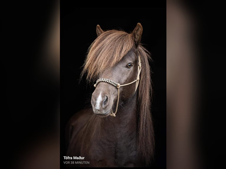 Caballos islandeses Semental 1 año Negro in Hermannsburg