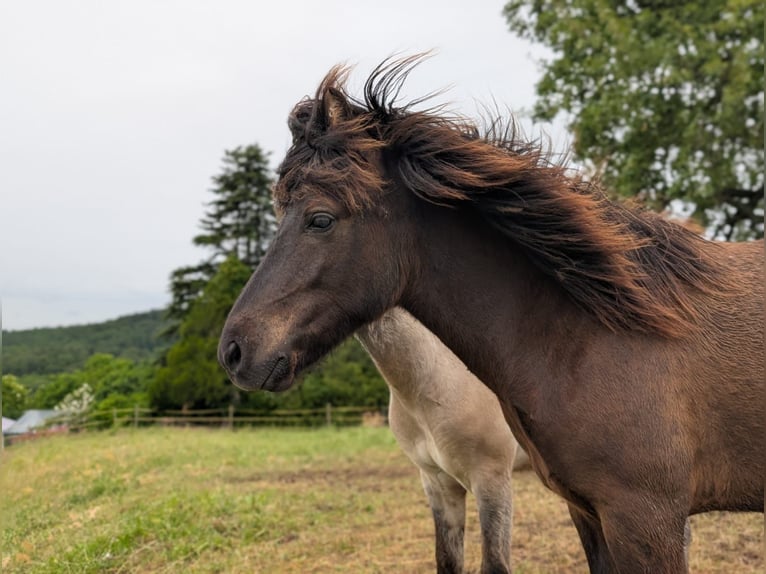 Caballos islandeses Semental 1 año Negro in Beilstein